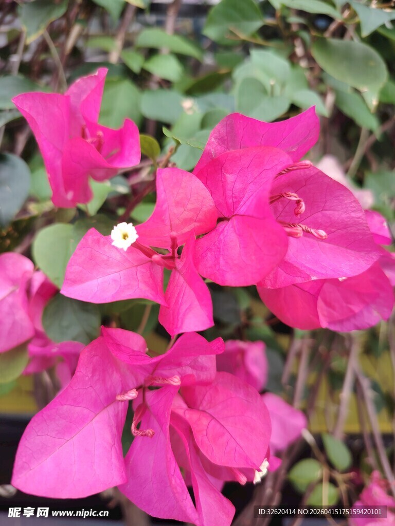 娇艳三角梅绽放