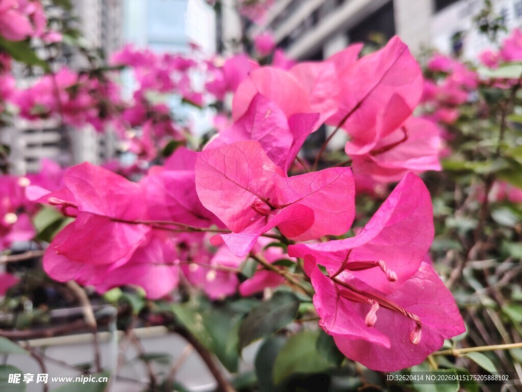 娇艳三角梅绽放街头