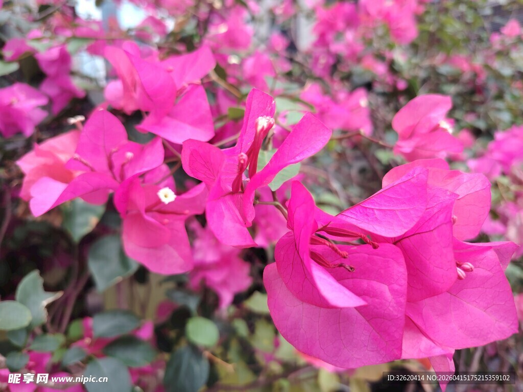 娇艳三角梅绽放