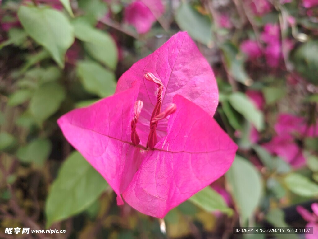 娇艳三角梅绽放