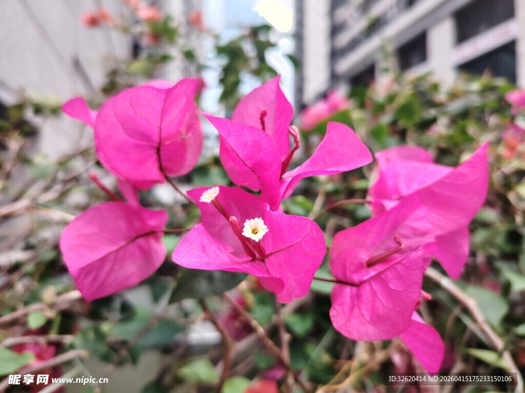 娇艳三角梅绽放