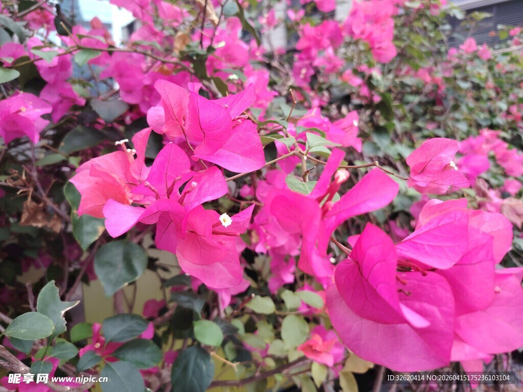 艳丽三角梅绽放