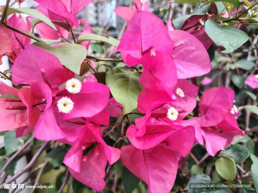 艳丽三角梅绽放