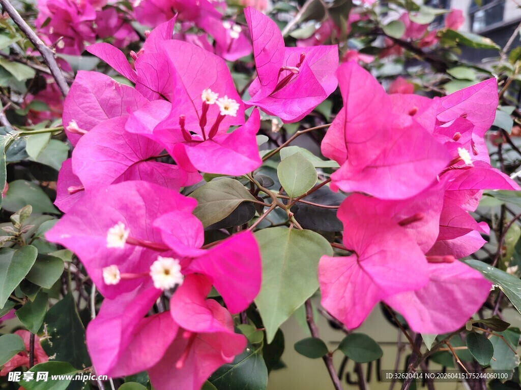 艳丽三角梅绽放