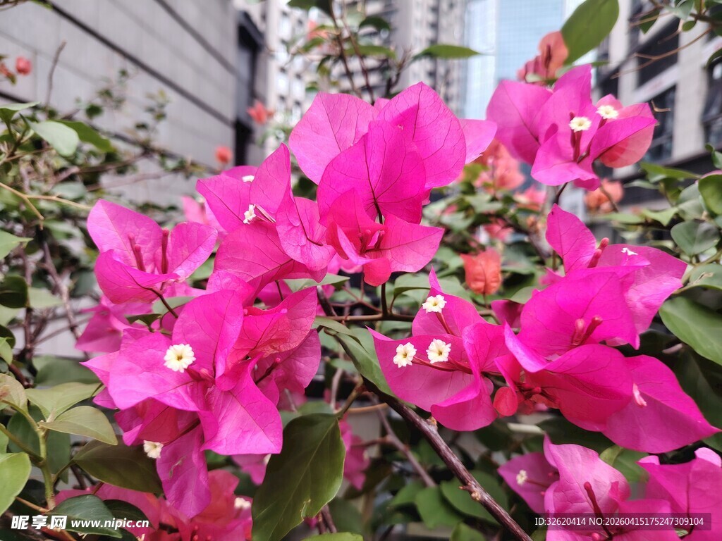 娇艳三角梅绽放