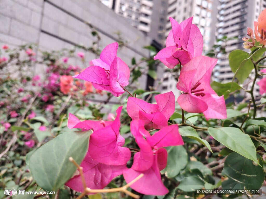 娇艳三角梅绽放于城市间