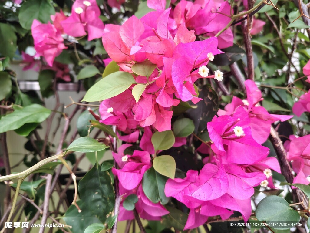 娇艳三角梅绽放