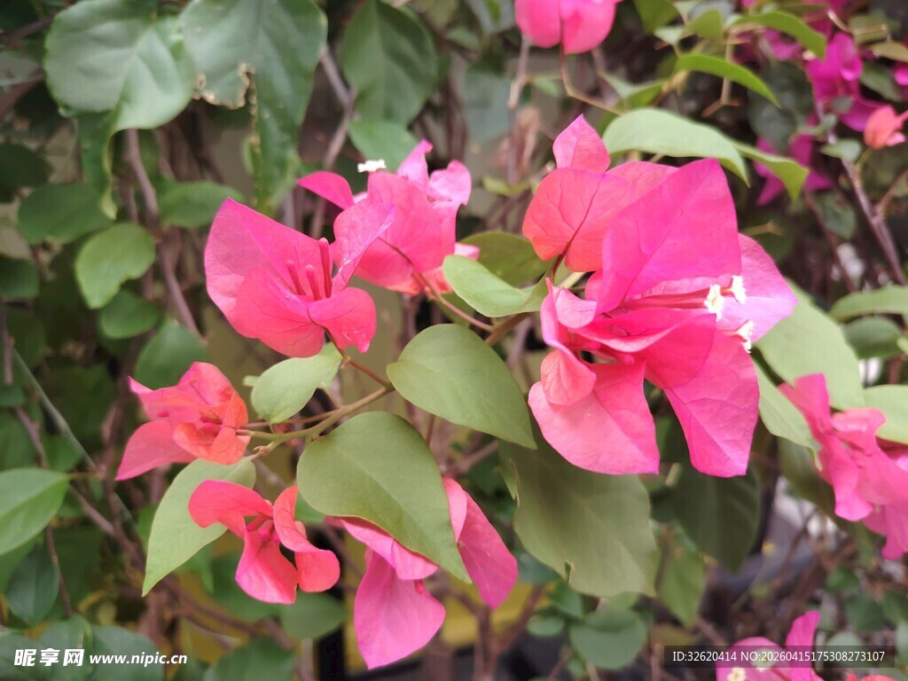 娇艳三角梅绽放