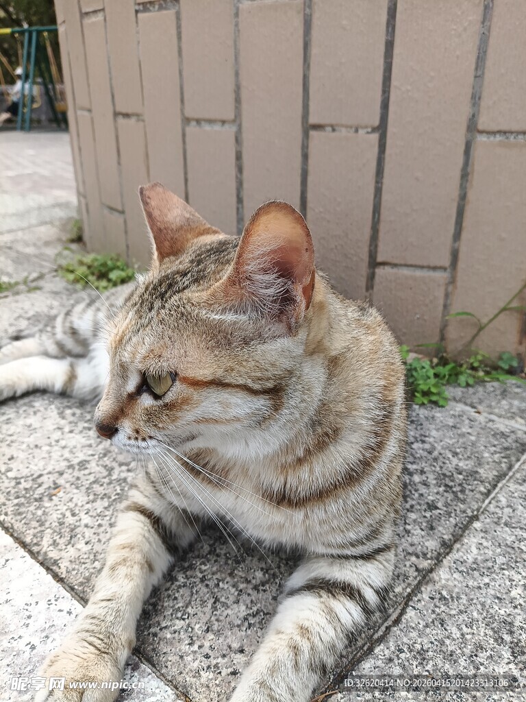 户外休憩的条纹猫咪