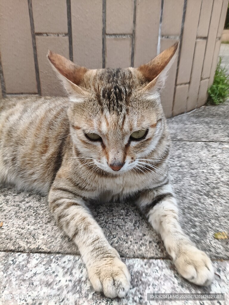 长角斑纹猫趴地休憩