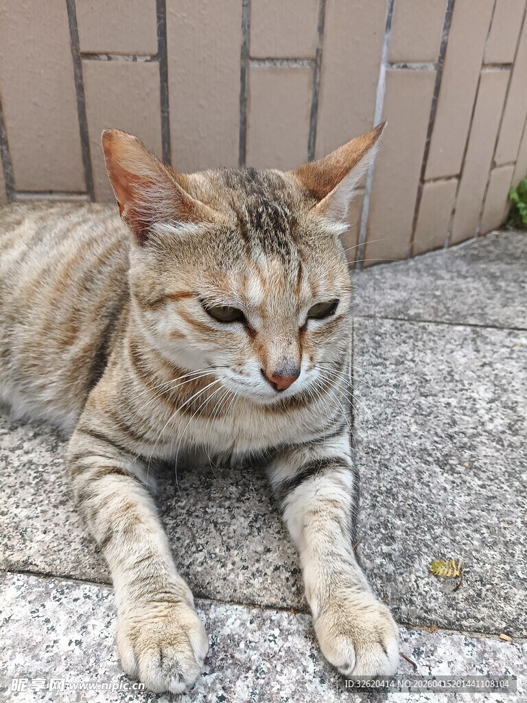 阳光下慵懒的条纹猫咪