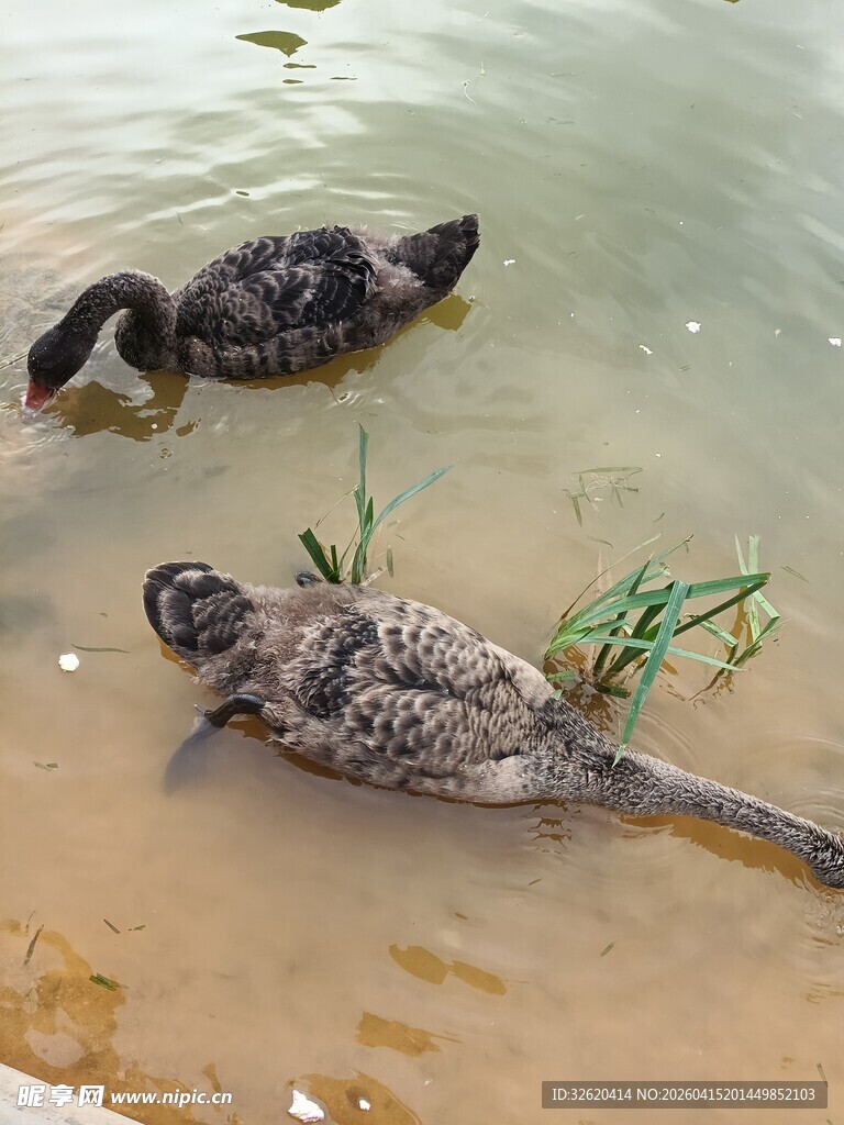 岸边休憩的黑天鹅