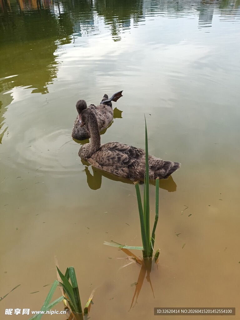 水中嬉戏的可爱小鸭子