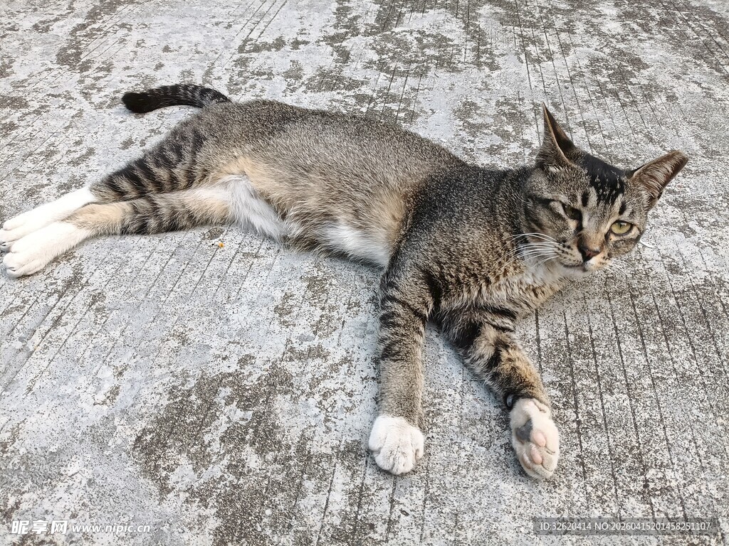 躺地休憩的条纹猫咪