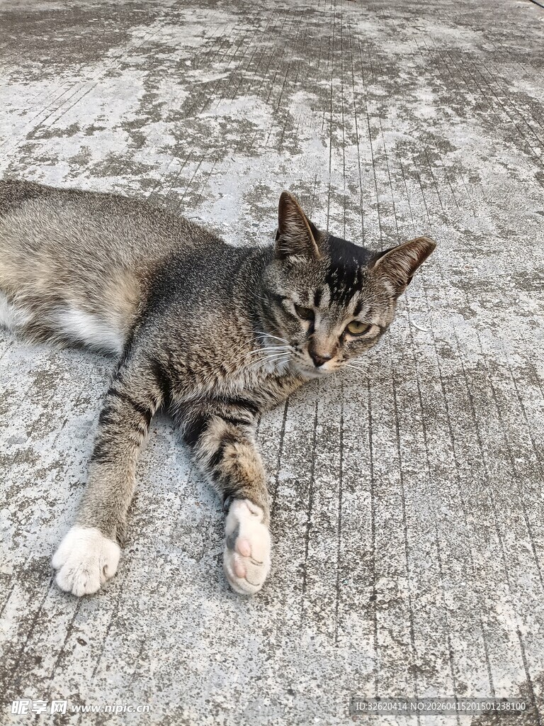躺卧的灰猫