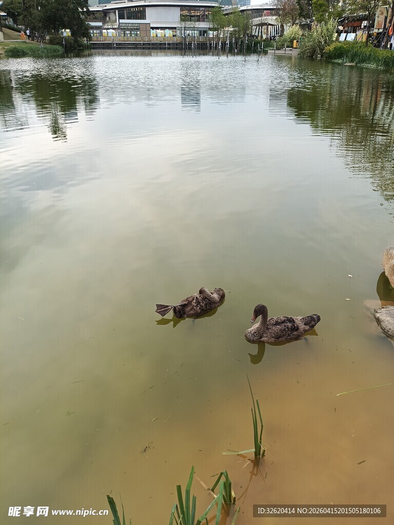 池塘中悠然戏水的鸭子