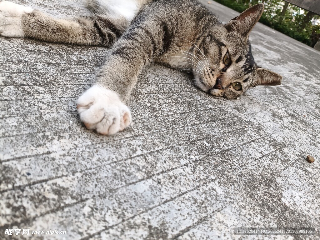 慵懒猫咪惬意躺卧石面