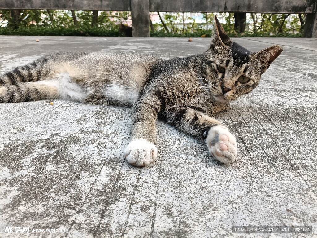 慵懒猫咪惬意躺卧地面