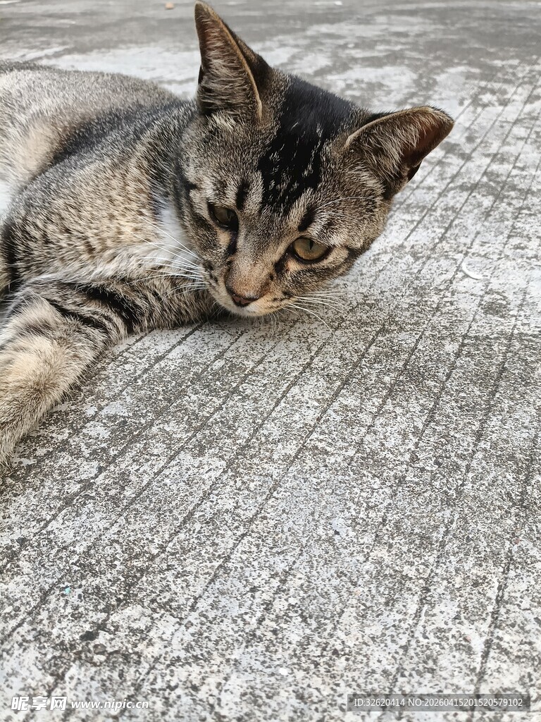 慵懒猫咪趴地休憩