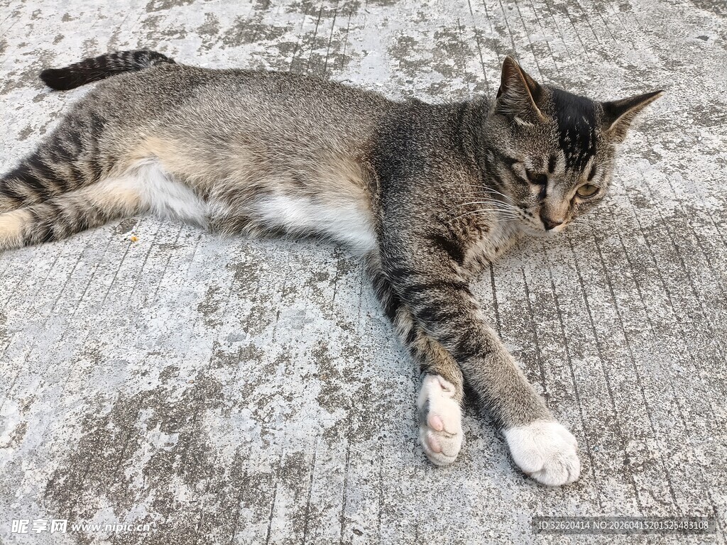 躺地猫咪的悠闲时刻