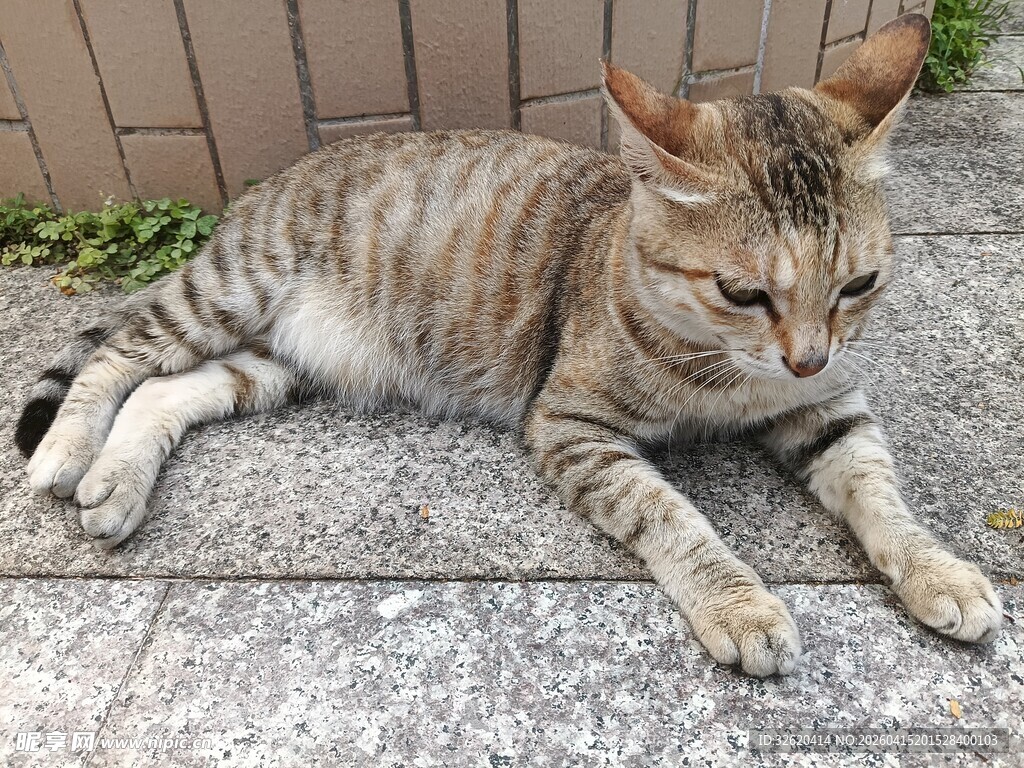 趴在地上的条纹猫咪