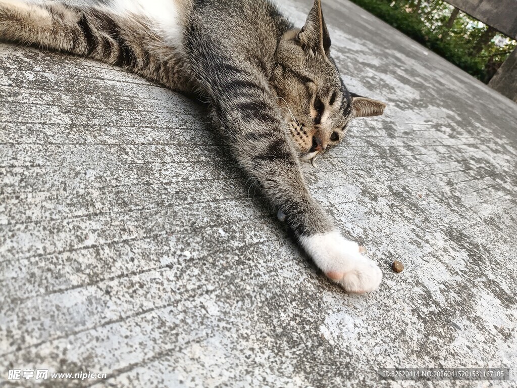 猫咪惬意躺卧在石板上