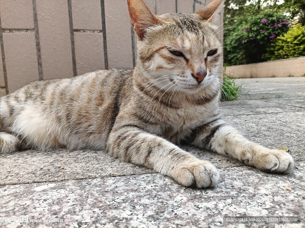 慵懒猫咪惬意趴地