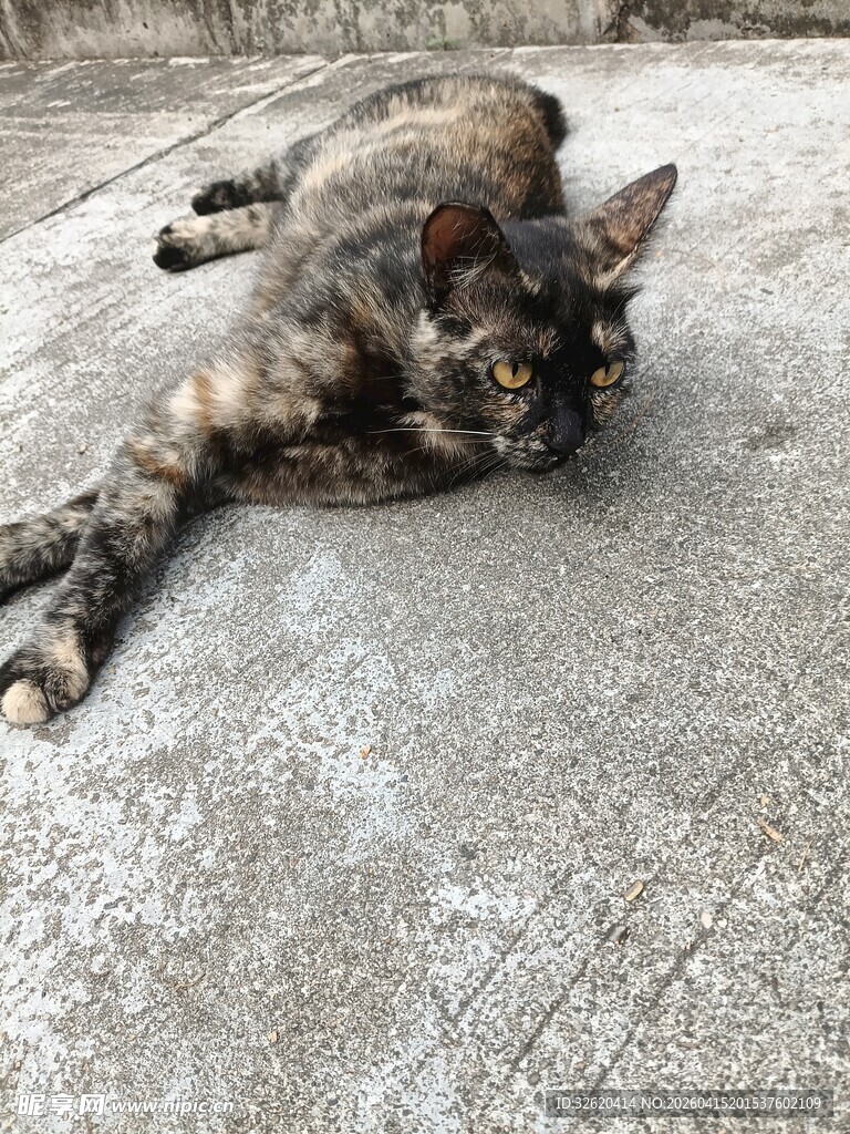 慵懒猫咪惬意躺地