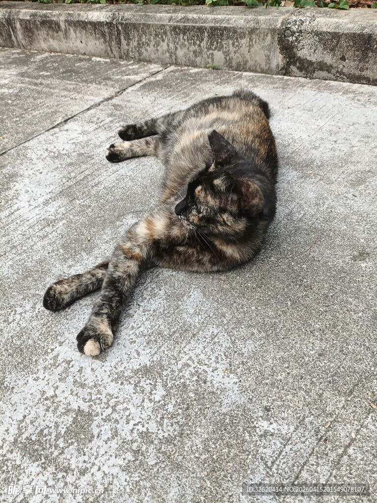 慵懒猫咪惬意躺地