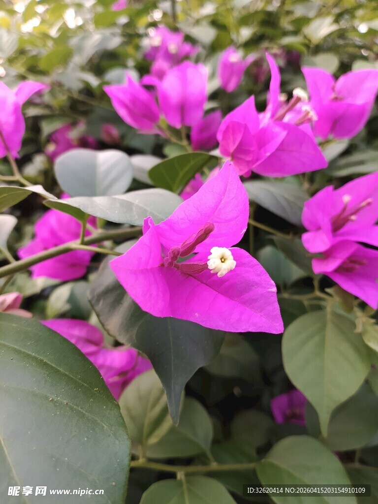 娇艳三角梅绽放美丽瞬间