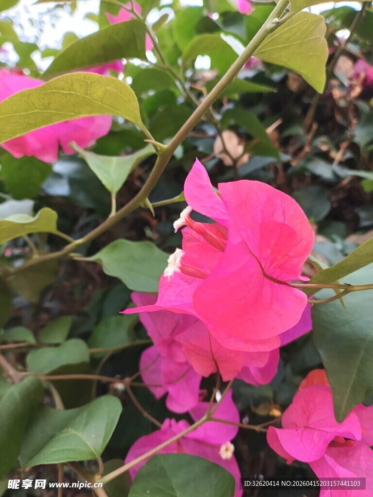 娇艳三角梅绽放