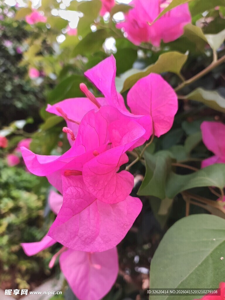 娇艳三角梅绽放