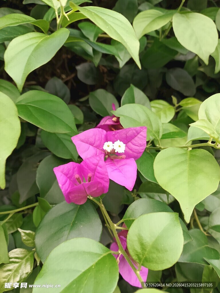 娇艳三角梅绽放绿叶间