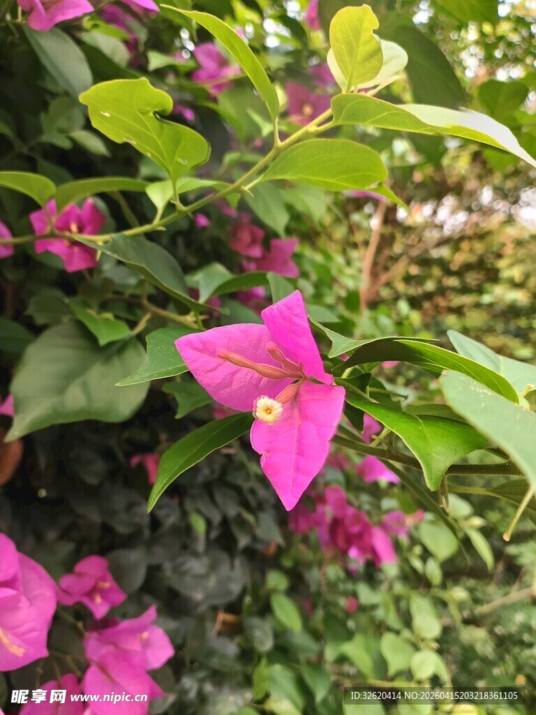 娇艳粉色花朵绽放绿叶间