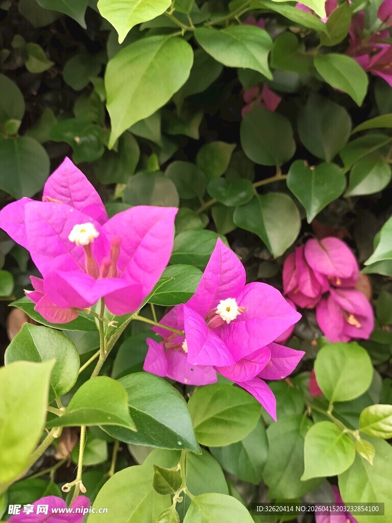 娇艳三角梅绽放绿叶间