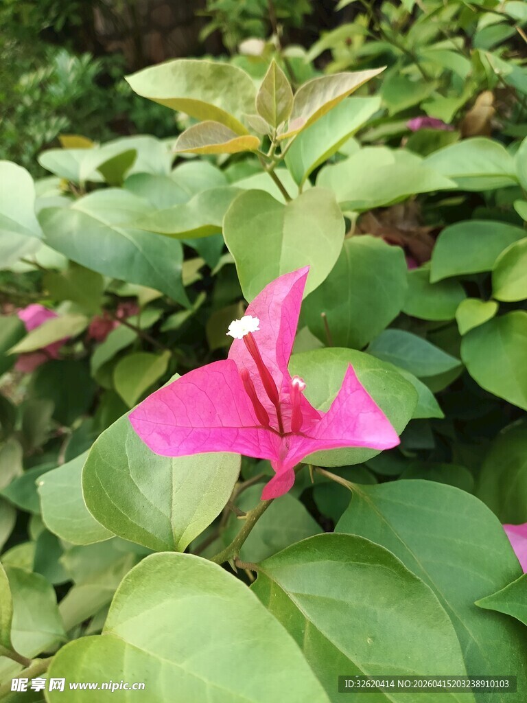 娇艳三角梅绽放绿叶间