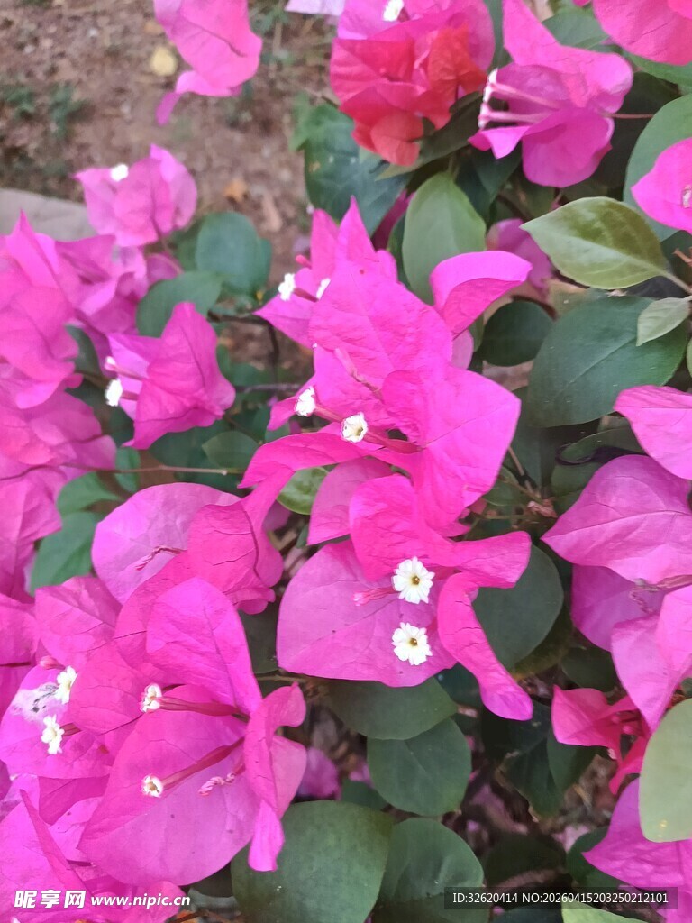 娇艳三角梅绽放