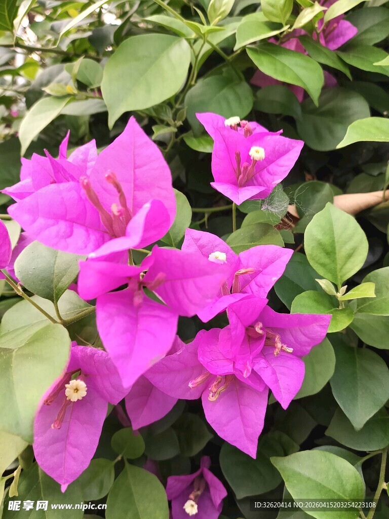 娇艳三角梅绽放绿叶间