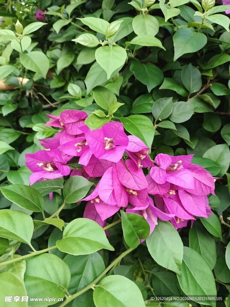 娇艳三角梅绽放绿叶间