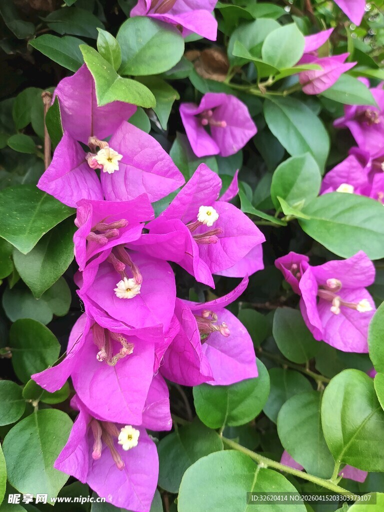 艳丽三角梅绽放绿叶间