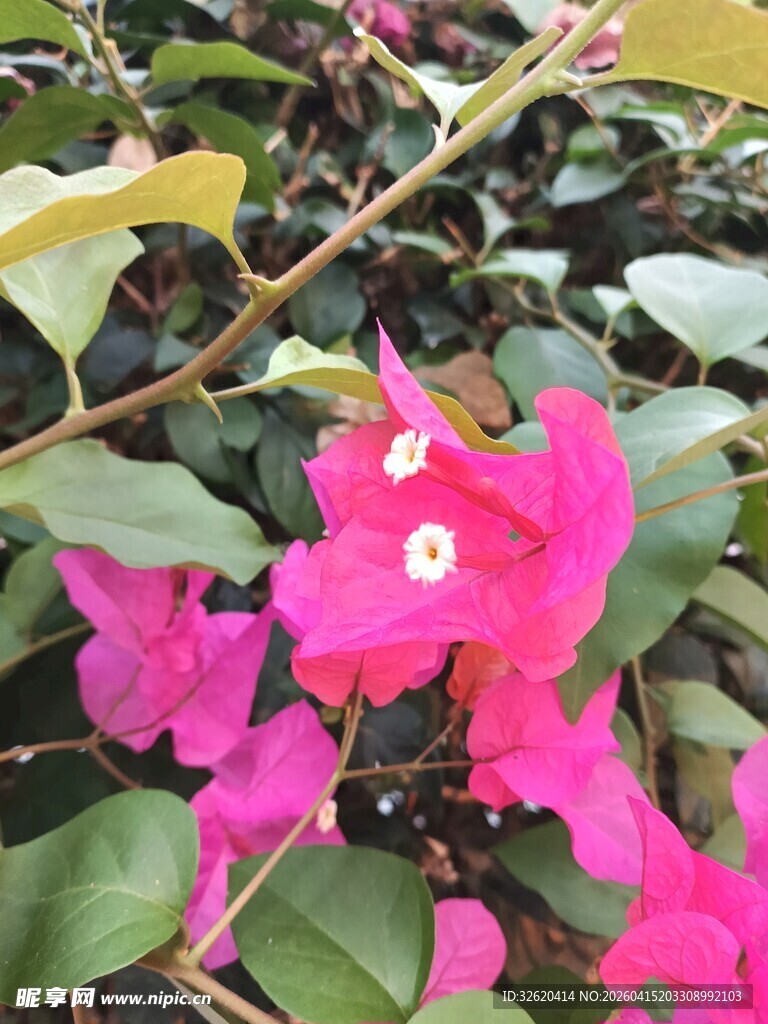 娇艳三角梅绽放绿叶间