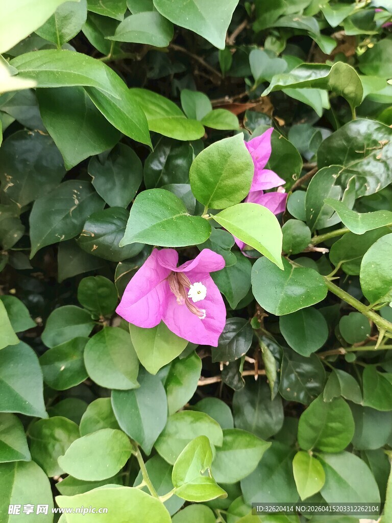 绿叶丛中的娇艳粉花