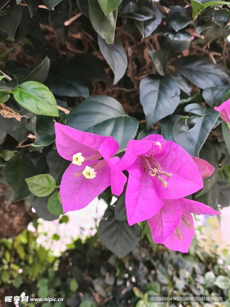 娇艳三角梅绽放