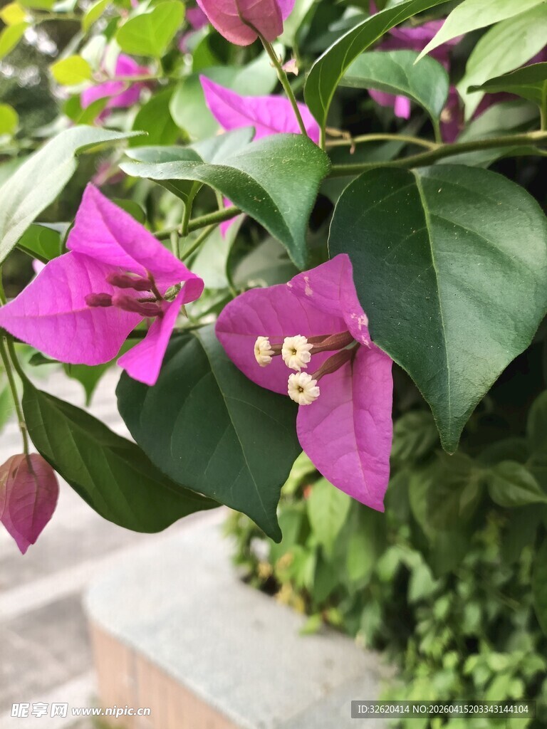 娇艳三角梅绽放绿叶间