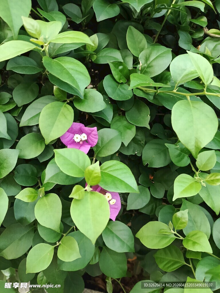 绿叶丛中的娇艳紫花