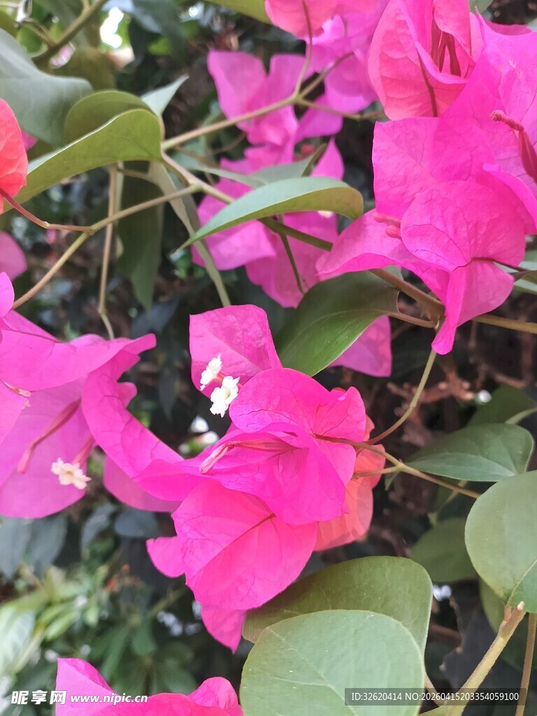 娇艳三角梅绽放