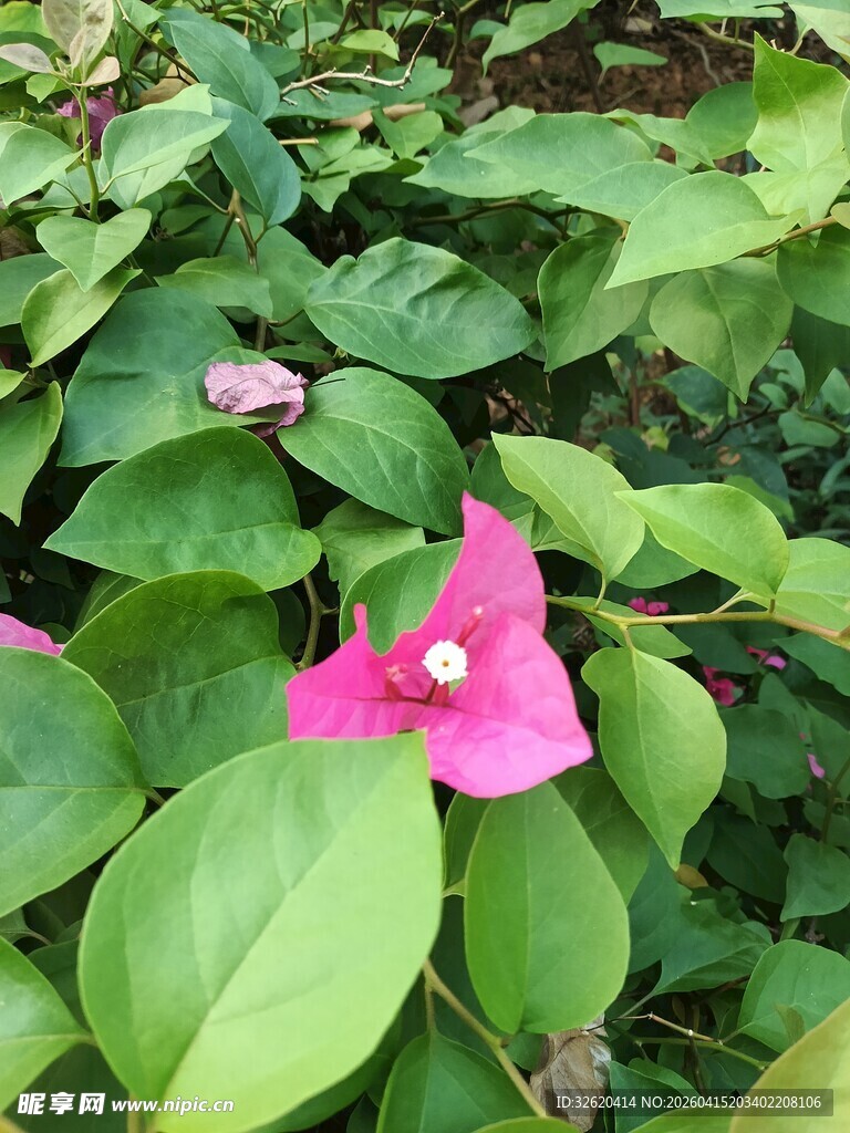 娇艳三角梅绽放绿叶间