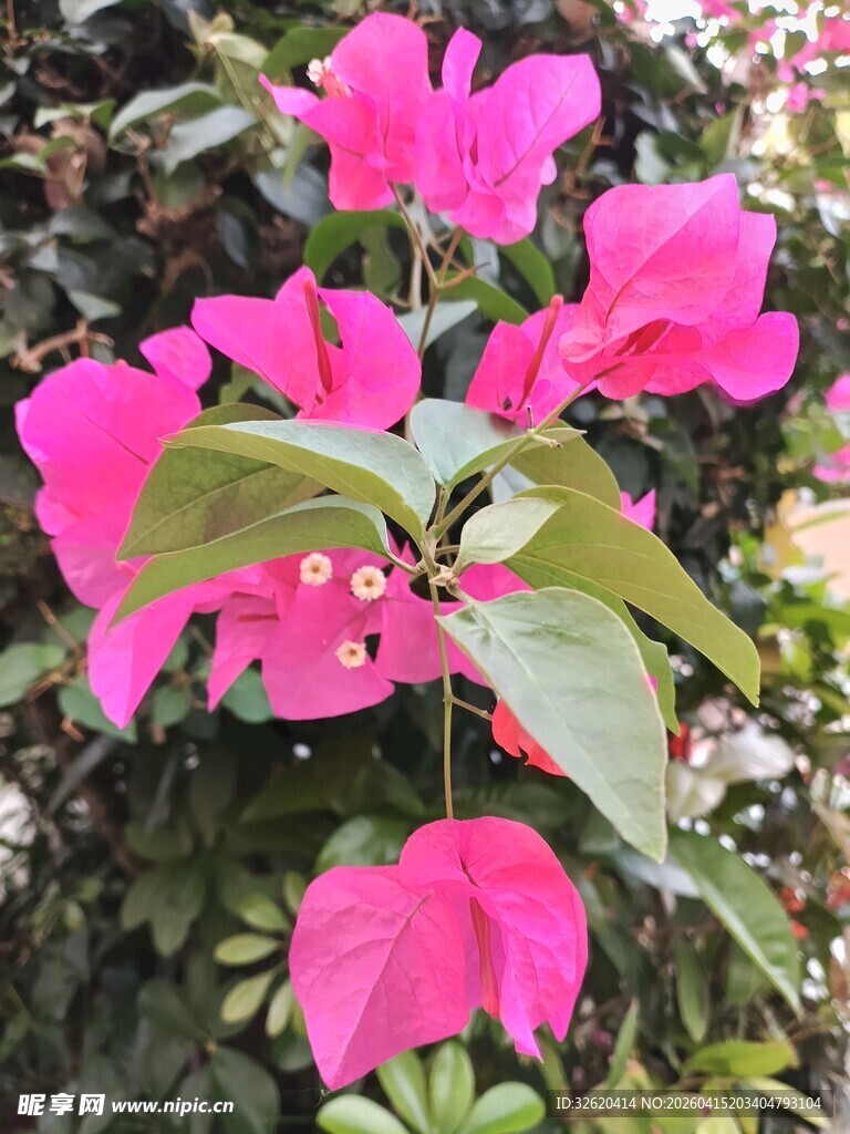 娇艳三角梅绽放