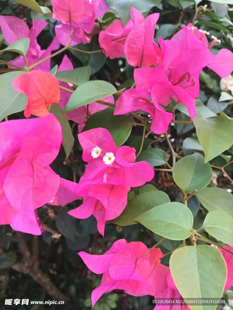 艳丽三角梅绽放