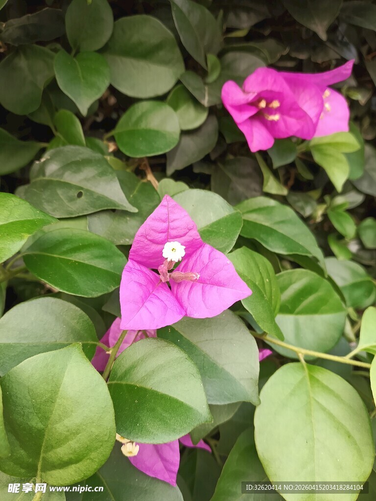 娇艳三角梅绽放绿叶间